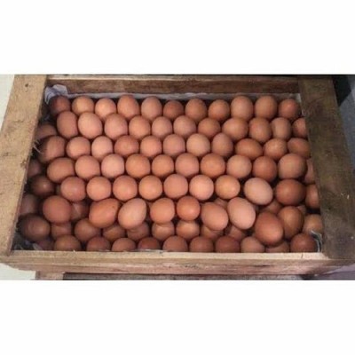 Telur Ayam