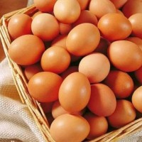 Telur